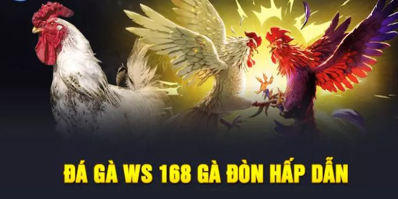 Đôi nét về sảnh đá gà WS168