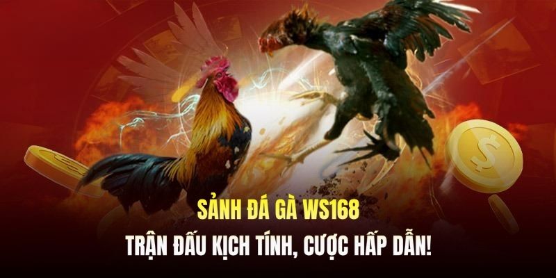 Sảnh Đá Gà WS168 - Quy Tụ Chiến Kê Máu Chiến Nhất Thị Trường