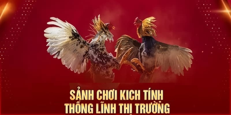 Những điểm cộng tuyệt vời của sảnh đá gà WS168